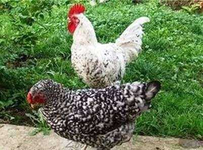 Características da raça Pushkin de galinhas