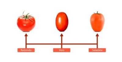 Características da variedade de tomate Presente