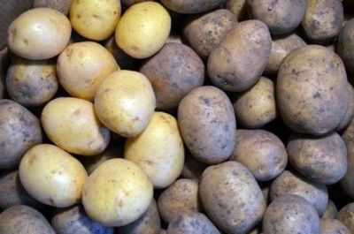 Características das batatas de gala