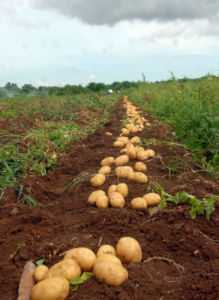 Características das batatas dos agricultores