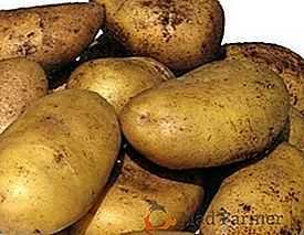 Características das batatas Vega