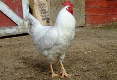 Características das galinhas da Cornualha