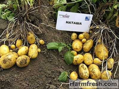 Características das variedades de batata Natasha