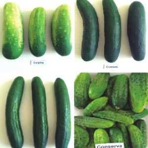 Características das variedades de pepinos Pogrebok
