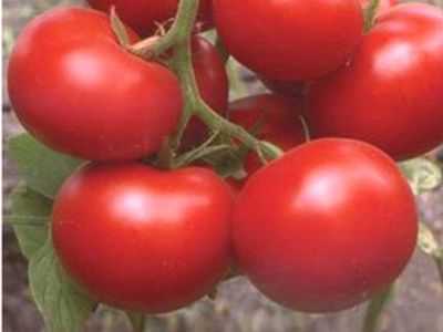 Características das variedades de tomate Katyusha