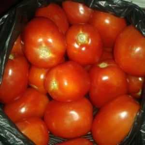 Características das variedades de tomate Presente da avó