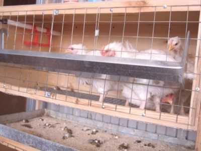 Características de gaiolas de frangos de corte em células em casa