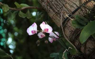 Características de orquídeas e samambaias