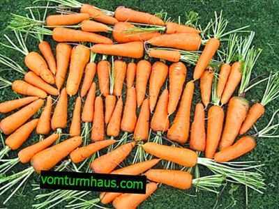 Características de regar as cenouras após a germinação