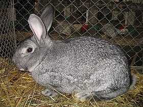 Características do coelho chinchila