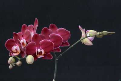 Características do crescimento de orquídeas na natureza