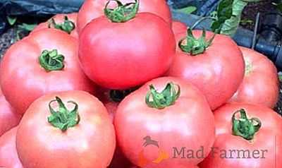 Características do tomate da variedade Pink Bush