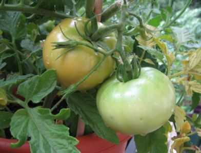 Características do tomate Klush