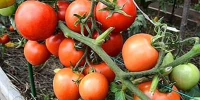 Características do tomate Yamal