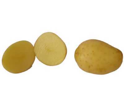 Características do vetor de variedades de batata