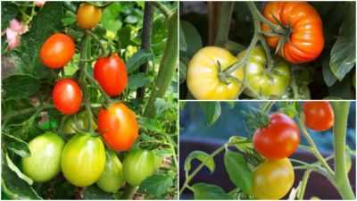 Características dos tomates da variedade Nepas