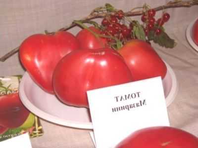 Características dos Tomates Mazarini