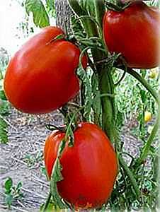 Características e descrição da variedade de tomate Dar Zavolzhye