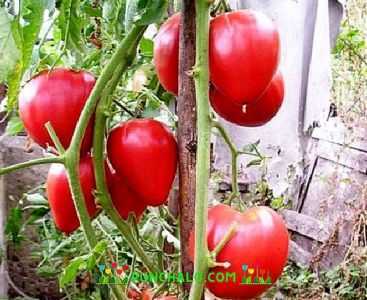 Caracterização da variedade de tomate Miracle Walford