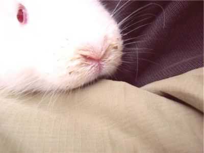 Causas de espirros em coelhos e métodos de tratamento