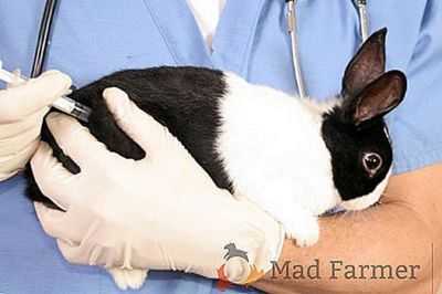 Causas de estomatite em coelhos e métodos de tratamento