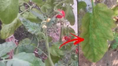 Causas de folhas de tomate amareladas