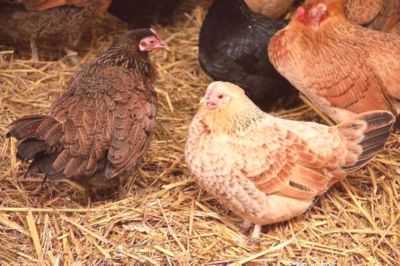 Causas de penas em galinhas e métodos de tratamento