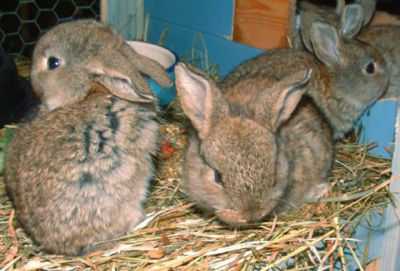 Chiktonik para coelhos