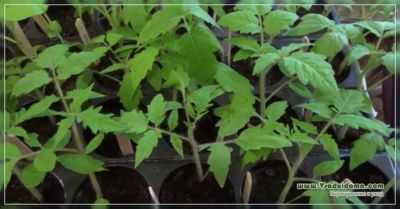 Como estimular o crescimento de mudas de tomate
