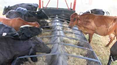 Como fazer bebedores e alimentadores para vacas