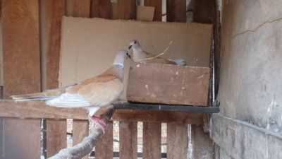 Como fazer um ninho para pombos
