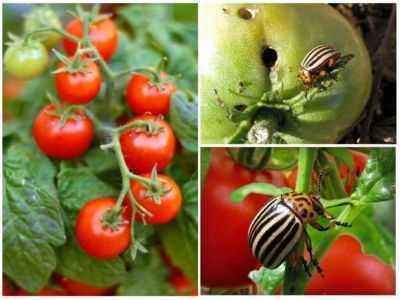 Como lidar com o besouro de batata do Colorado em tomates