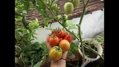 Como lidar com o congelamento de mudas de tomate