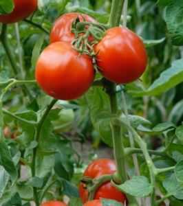 Como lidar com vermes em tomates