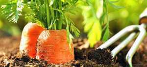 Como plantar cenouras sem desbaste