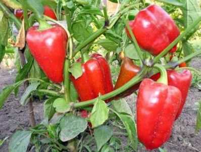 Como plantar pimenta em campo aberto