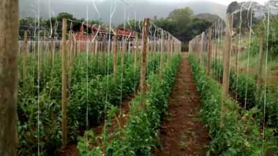 Como plantar tomates em campo aberto