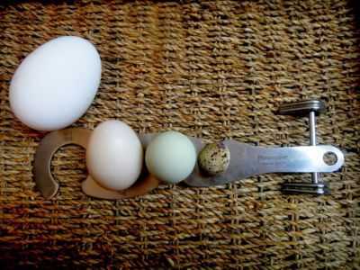 Como plantar um pato em ovos