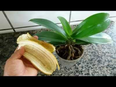 Como usar a casca para phalaenopsis