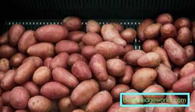 Condições de temperatura para armazenar batatas no inverno