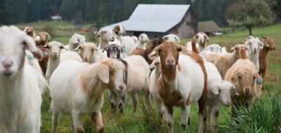 Criação de cabras como um negócio lucrativo