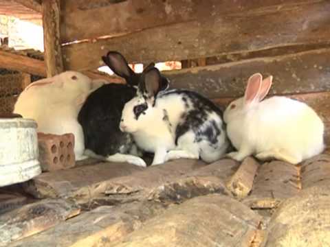 Criação de coelhos em casa