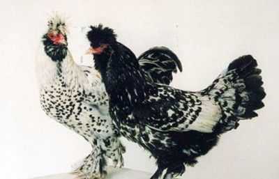 Criação de galinhas Pavlovsky
