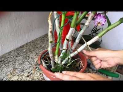 Cuidado da orquídea em um vaso e bulbo
