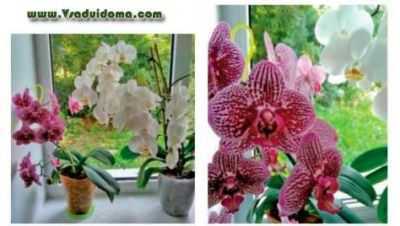 Cuidado desbotado da orquídea