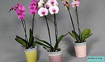 Cuidados domiciliares com Phalaenopsis após a compra