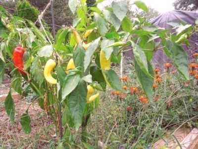 Cultivo de pimenta em campo aberto