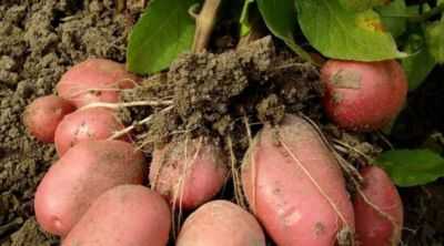 Datas de plantio de batata nos subúrbios