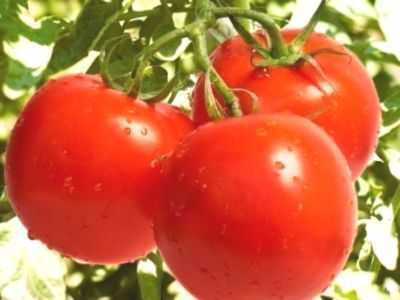 Descrição da droga Agricola para tomates