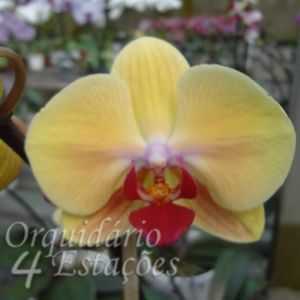 Descrição da orquídea amarela phalaenopsis